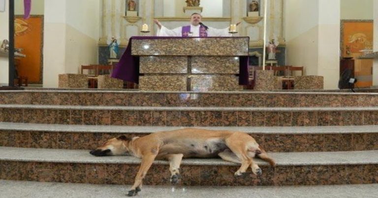 Padre abre a igreja aos cães abandonados para que possam encontrar uma nova casa