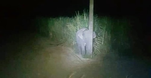 Elefante bebé esconde-se atrás de um poste de eletricidade depois de ter sido apanhado a comer cana-de-açúcar