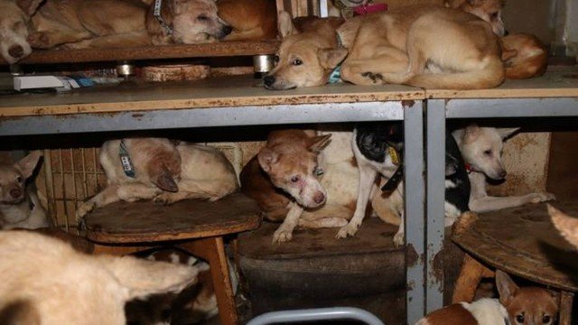 Fiscais encontram 164 cães a viver numa casa com 30 metros quadrados