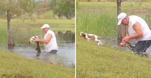 Homem luta com um jacaré para salvar o seu cão