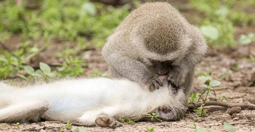 Foto incrível mostra o momento em que um macaco fez respiração boca a boca ao seu companheiro