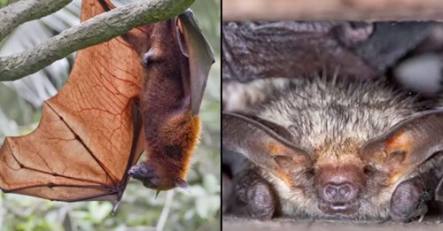 Estudo releva que os morcegos se distanciam socialmente quando estão doentes