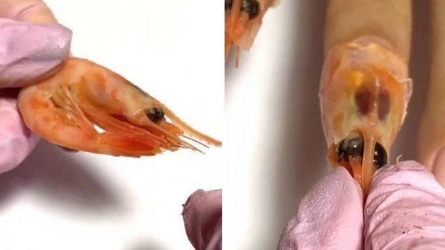 Salão apresenta técnica insólita que consiste em colocar cabeças de camarão nas unhas