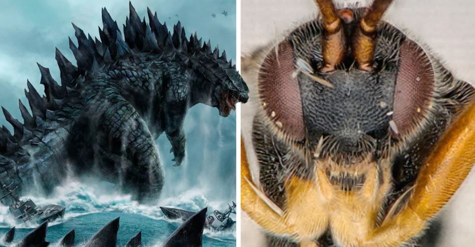 Foi descoberta a vespa "Godzilla", capaz de entrar debaixo de água para atacar as suas vítimas