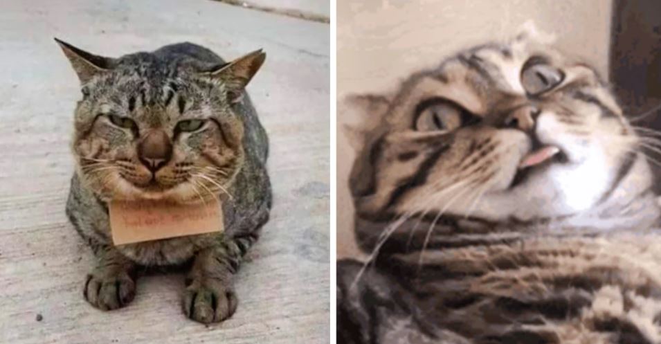 Gato desaparece durante 3 dias e regressa a casa com dívida em peixaria