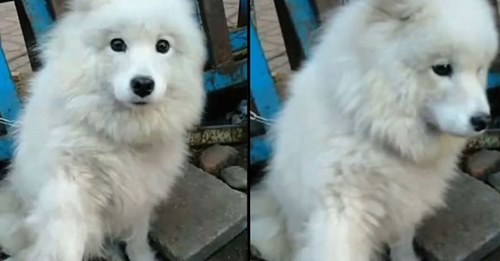 Cão em vias de ir para um matadouro na China estende a pata a uma pessoa que passava para pedir ajuda