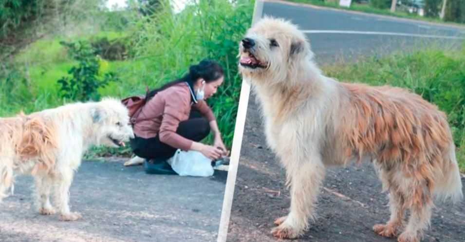 Cão perdeu-se há 4 anos e esperou pelo dono no mesmo lugar até ao reencontro