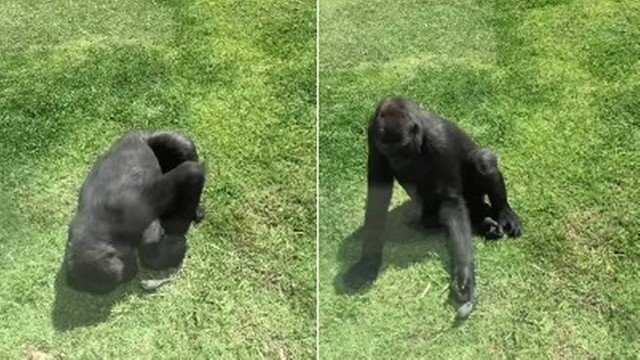 Gorila cuida de pássaro ferido num Zoo e tenta fazê-lo voar