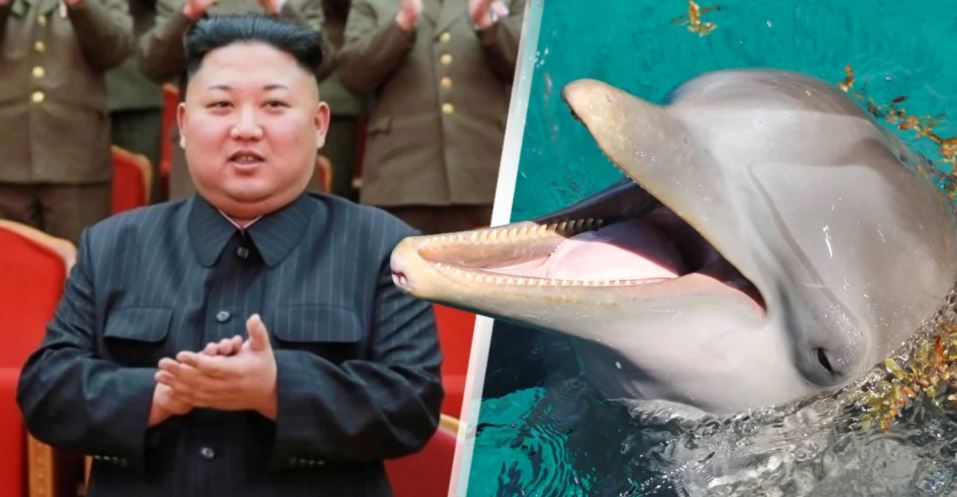 Coreia do Norte está, alegadamente, a treinar golfinhos com fins militares