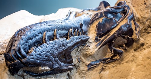 Foi encontrado o primeiro esqueleto de T-Rex 100% completo do mundo