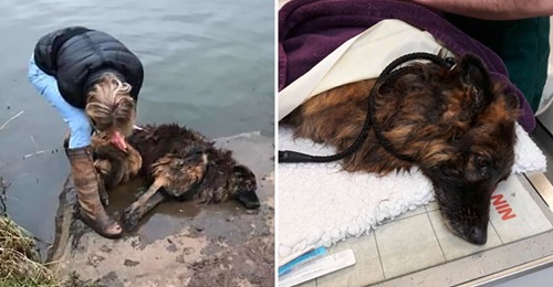 Mulher salva um cão depois do dono o prender a uma rocha e o mandar para o rio