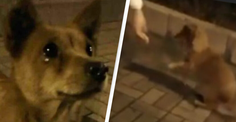 Cão de rua chora de alegria depois de uma estranha o alimentar