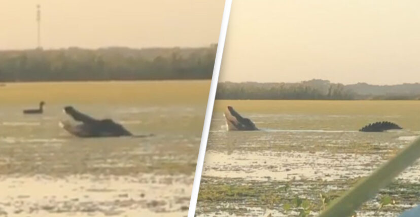 Crocodilo gigante de 4 metros surge de dentro de água e ataca o pato que os caçadores se preparavam para caçar
