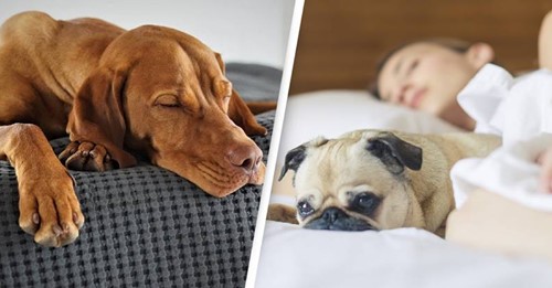 Estudo revela que dormires com o teu cão pode ser muito benéfico