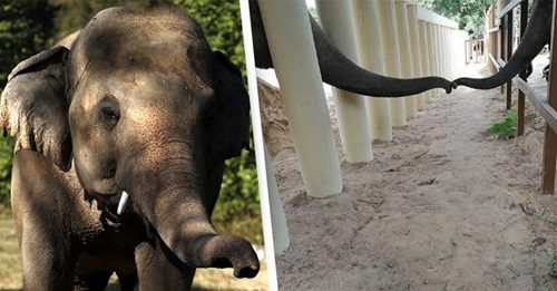 Elefante mais solitário do mundo faz o seu primeiro amigo depois de ser realocado