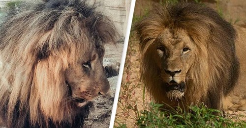Quatro leões testam positivo para a COVID-19 no zoo de Barcelona