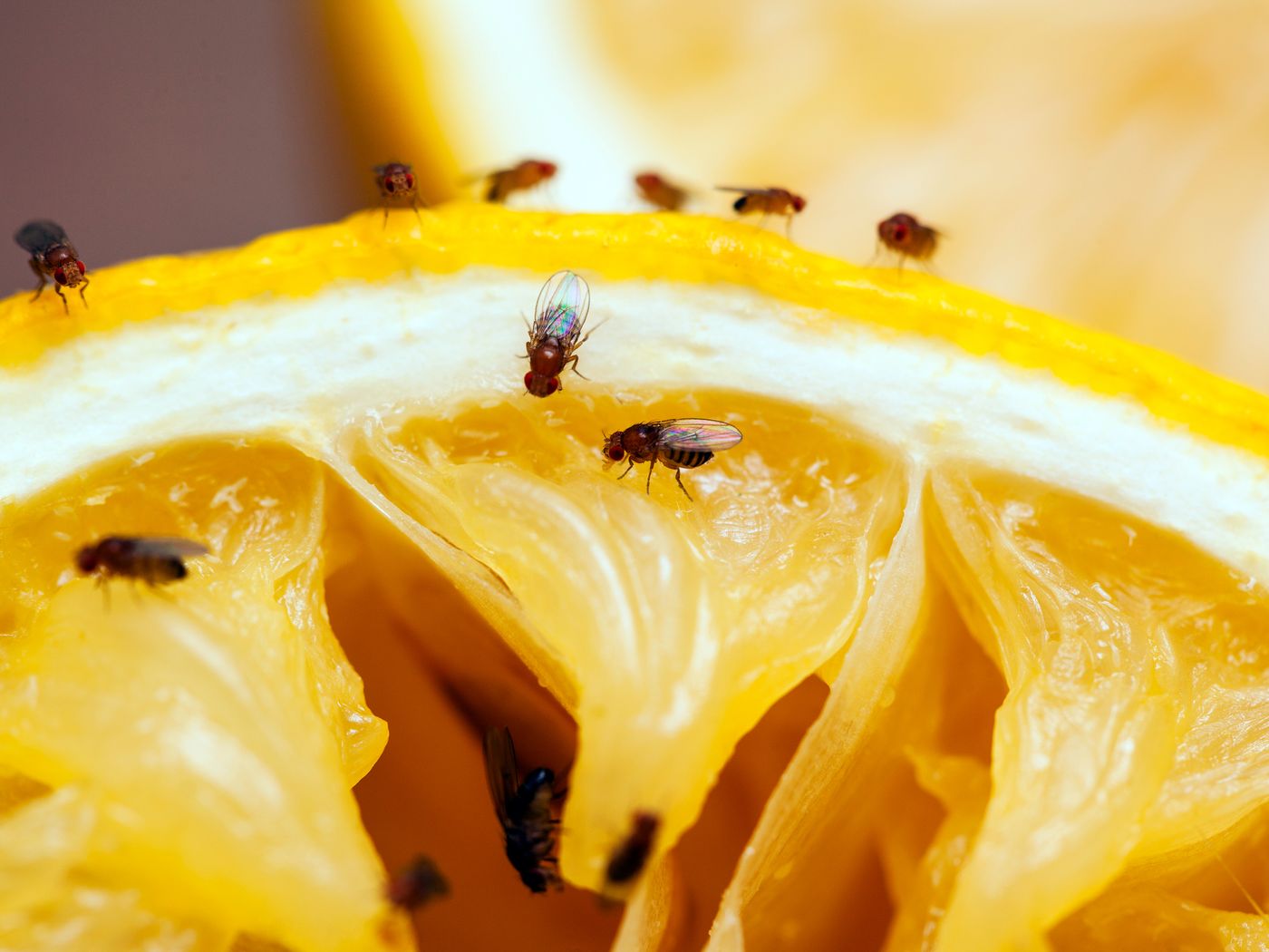 Truque simples com limão para acabar moscas irritantes em 30 minutos