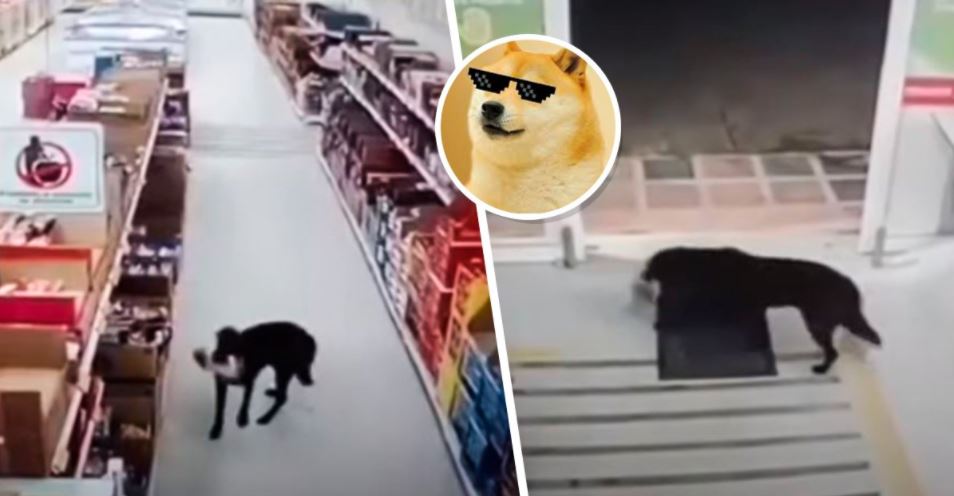 Cão rouba um saco de comida no supermercado e desinfecta as patas antes de sair