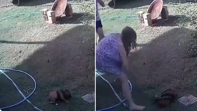 Mulher usa as mãos para salvar cãozinho do ataque de píton