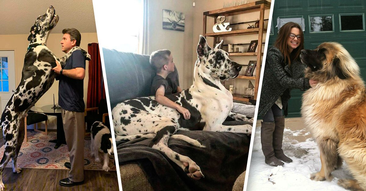 30 cães enormes que não perceberam que deixaram de ser pequeninos