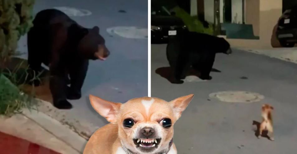 Chihuahua enfrenta um urso e fá-lo fugir