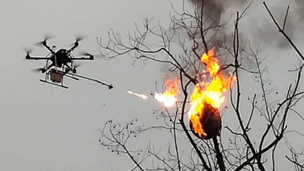 Drone com lança-chamas destrói dezenas de ninhos de vespas em árvores