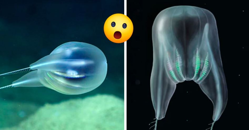 Cientistas descobrem uma nova criatura nas profundezas do mar