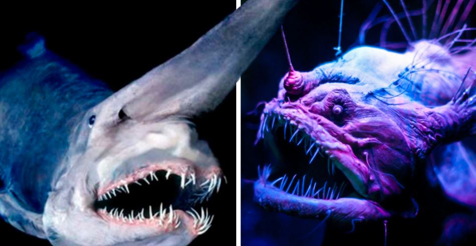 10 criaturas fascinantes que vivem nas profundezas do mar e não parecem reais