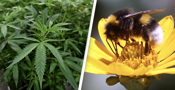 Estudo revela que as abelhas adoram cannabis e que a planta ajuda a salvar as suas populações em risco de extinção