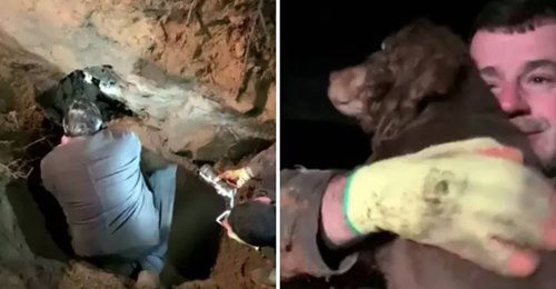Momento incrível em que um cão surdo é resgatado de um buraco depois de estar lá preso durante 30 horas