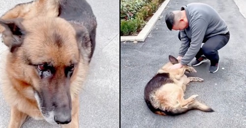 Vídeo captura o momento emocionante em que um antigo cão polícia se reencontra com o seu tratador