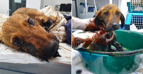 Cão sofre com lesões horríveis depois de ser propositadamente coberto com alcatrão quente