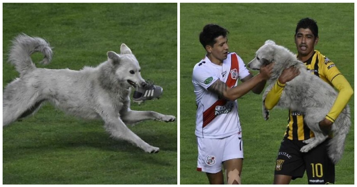 Jogador de futebol adota um cão abandonado que interrompeu o jogo