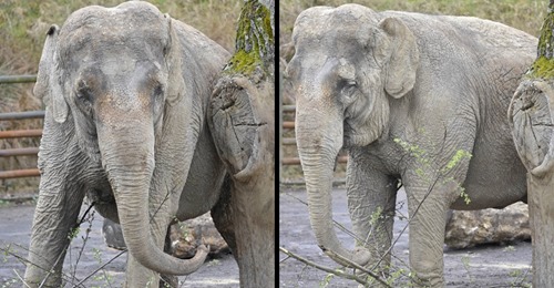Organizações de caridade dizem que "o elefante mais solitário da Grã-Bretanha" precisa de estar com outros elefantes