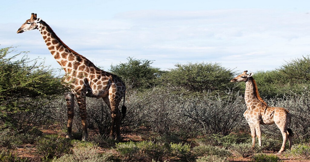 Girafas anãs vistas na natureza pela primeira vez
