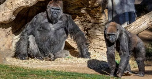 Três gorilas testam positivo para a COVID-19