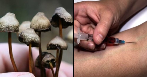 Homem injeta-se com cogumelos mágicos e teve fungos a crescer no seu sangue