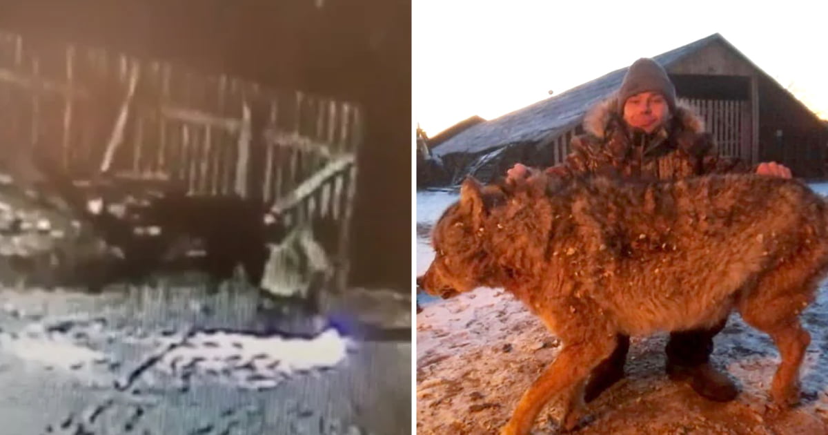 Agricultor russo estrangula lobo com as próprias mãos depois deste ter matado os seus cães e de ter atacado o seu cavalo