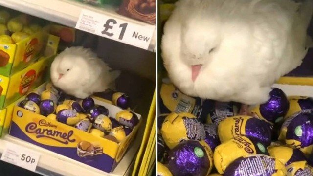 Pomba fica confusa e choca ovos de chocolate num supermercado