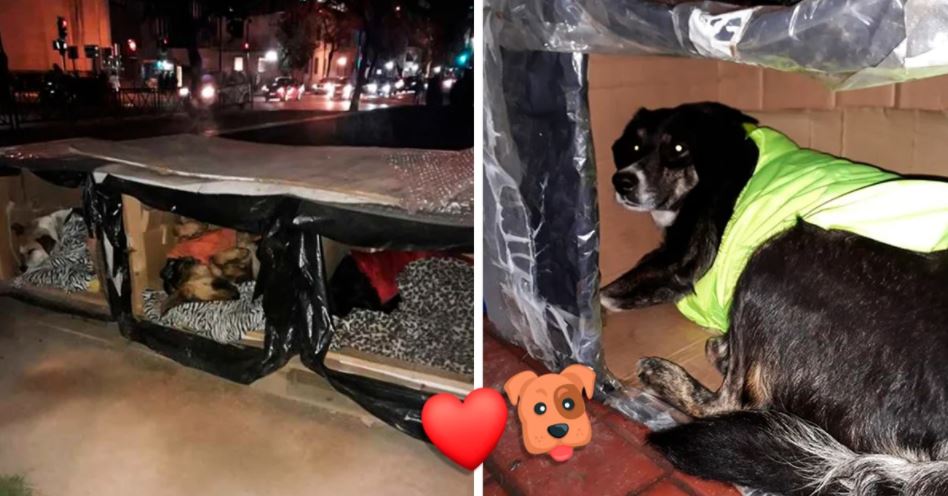 Herói anónimo fabrica caixas térmicas para proteger os cães de rua do frio