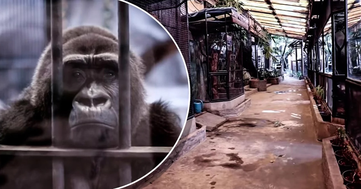 Este é o jardim zoológico mais triste de sempre: as imagens estão a deixar a internet indignada