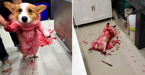 Cão finge estar morto quando o dono o encontrou numa poça de xarope vermelho