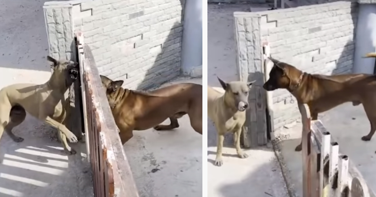 Cães ferozes querem lutar mas só quando o portão está fechado