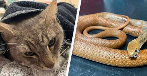 Gato herói morre depois de salvar duas crianças de uma cobra venenosa