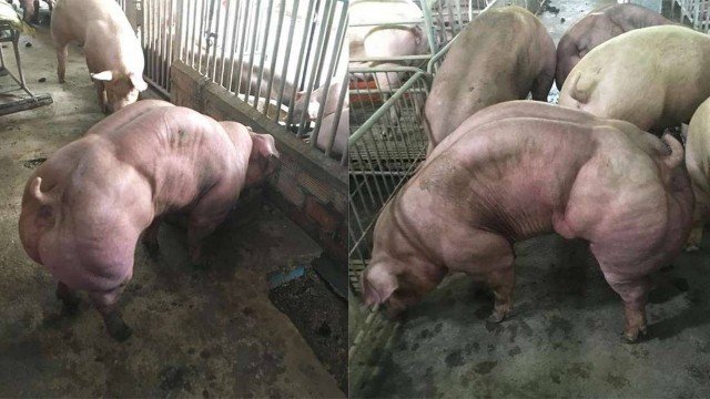 Criação de porcos super musculados "explode" na Ásia e está a dar que falar...