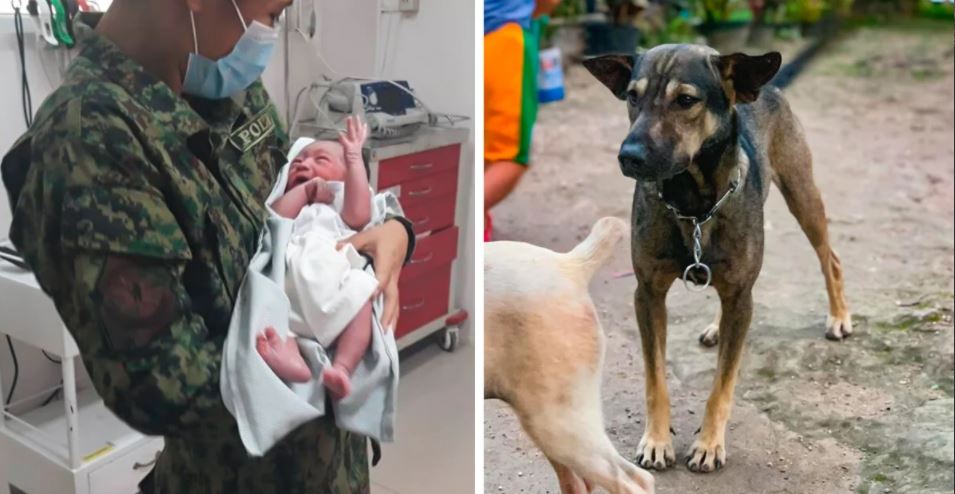 Cão herói chama a atenção um estranho para o levar até um bebé abandonado