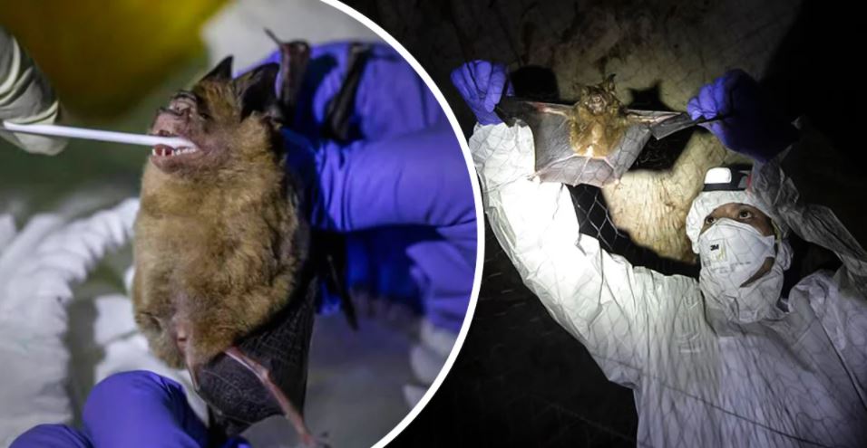 Foram encontrados morcegos na Tailândia com uma nova variante do coronavírus