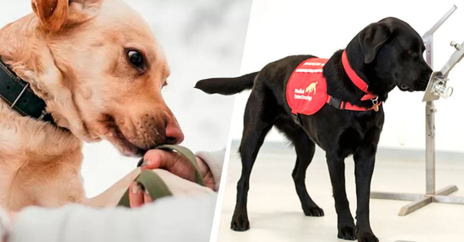Alemanha está a treinar cães para detetar COVID-19 e os testes feitos mostraram 94% de eficácia