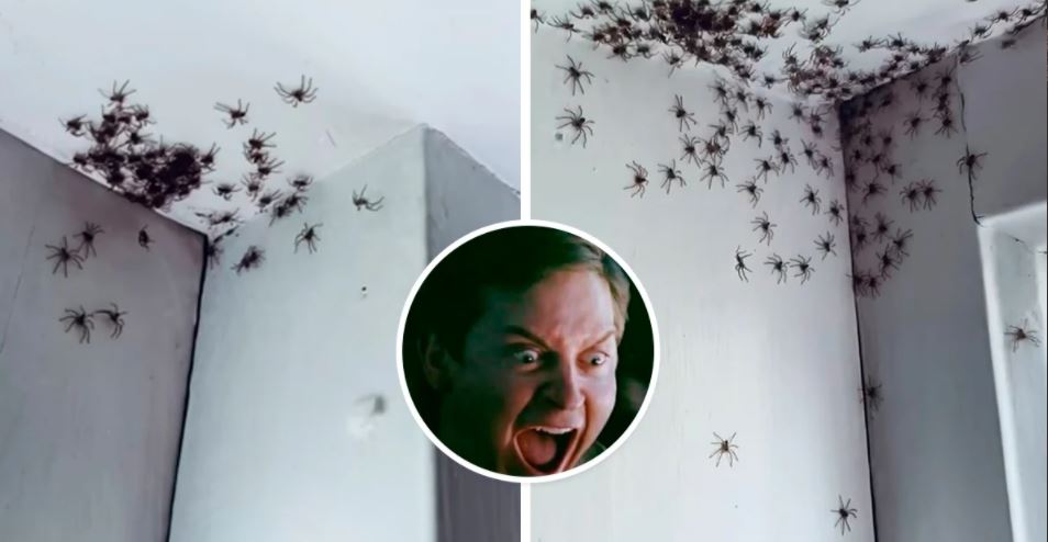 Mulher vai ao quarto da filha matar uma aranha e encontra centenas delas