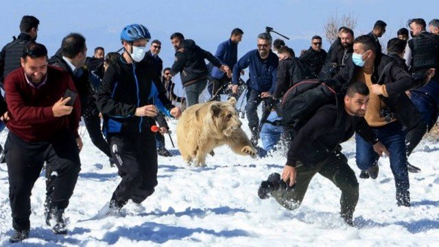 Ursos soltos na natureza atacam multidão que acompanhava a libertação dos animais